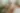 Placeholder blur
