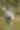 Placeholder blur