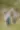 Placeholder blur
